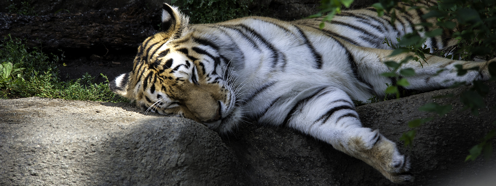 Tiger Sleeping